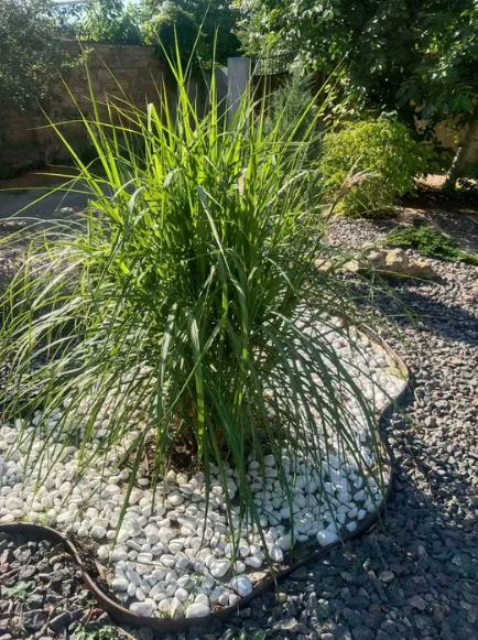 Продам дом в центре Фонтанки Фонтанка - фото 18