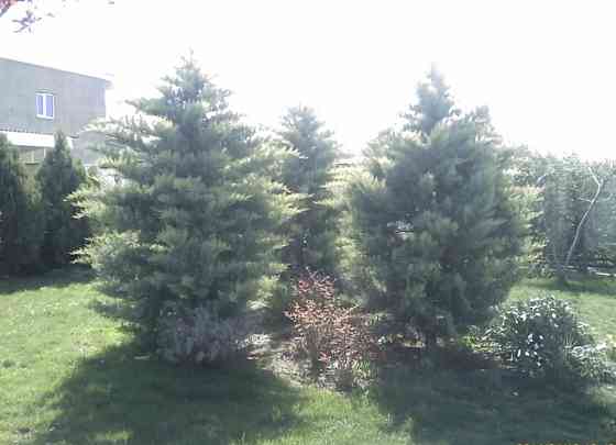 Продам дом 245м2   на 10ти сотках в Сухом Лимане Сухий Лиман