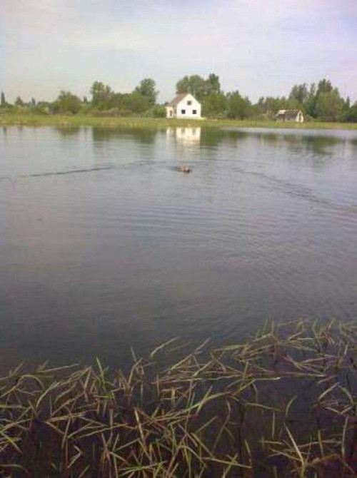 Продаж земельної ділянки 20 соток  - фото 2