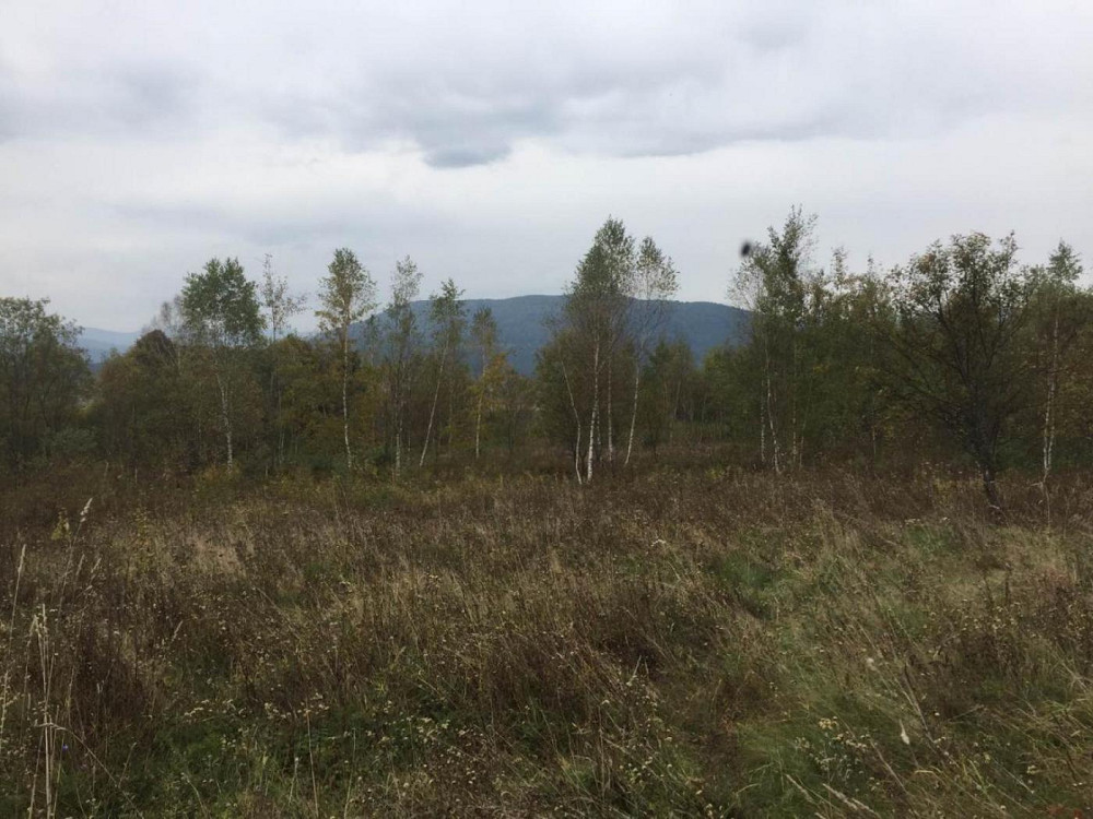 Продаж земельної ділянки 75 соток на вул. Шевченка Верхнє Синьовидне - фото 5