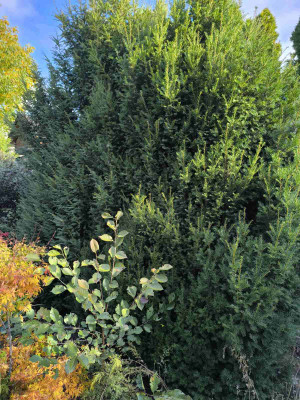 Продаж земельної ділянки 0.1 соток на ул. Абрикосовая, 37 Одесса - изображение 12