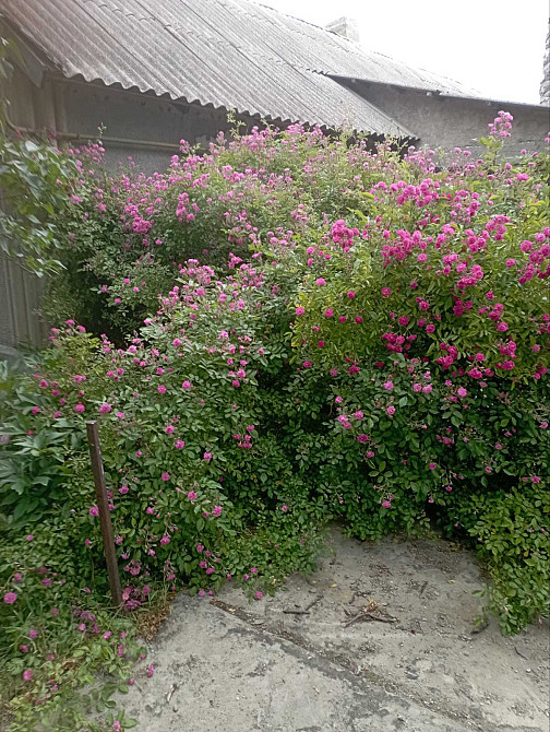 Продам дом в с.Розалевка (Роздельнянский р-н) Розалівка (Котовський район) - фото 13