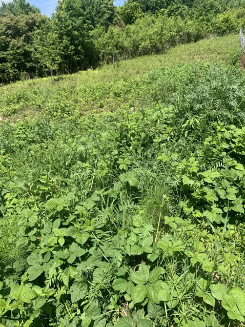 Продаж земельної ділянки 8 соток Посіч - фото 6