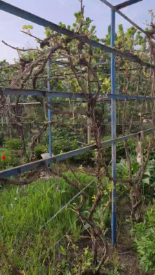 Продаж земельної ділянки 0.1 соток на СК Степное ( ул. 29-я улица), 1685 Красносилка - изображение 16