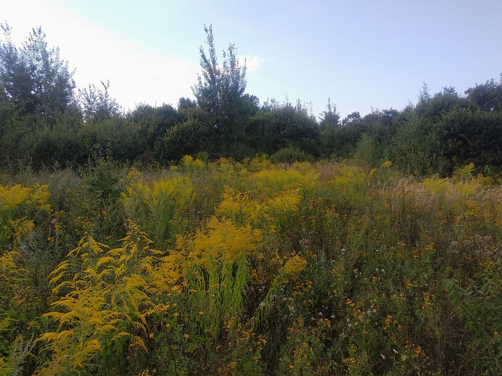 Продаж земельної ділянки 10 соток Pavlivka - photo 6