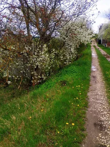 For sale land plot  area 6 ares Зелена вулиця  - photo 13