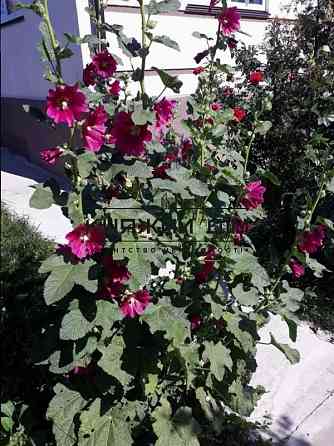 Дом под ключ 180 кв.м. с дизайнерским ремонтом. Музичі