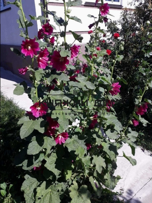 Дом под ключ 180 кв.м. с дизайнерским ремонтом. Музичі - фото 4