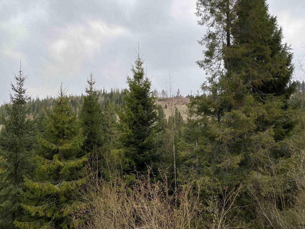 Продаж земельної ділянки 10 соток на вул. Під Митою Орявчик - изображение 5