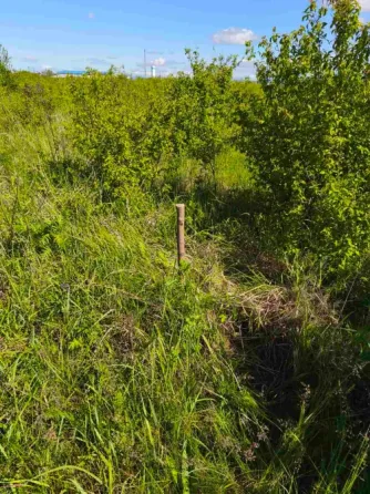 Продаж земельної ділянки Для сільськогосподарської діяльності площа 8 сот Польова Кінчеш