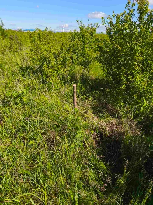 Продаж земельної ділянки Для сільськогосподарської діяльності площа 8 сот Польова Кінчеш - фото 5