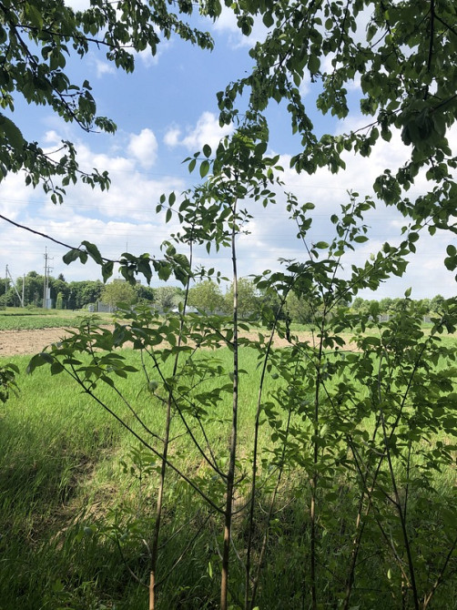 Продаж Будинок Ладижин - фото 3