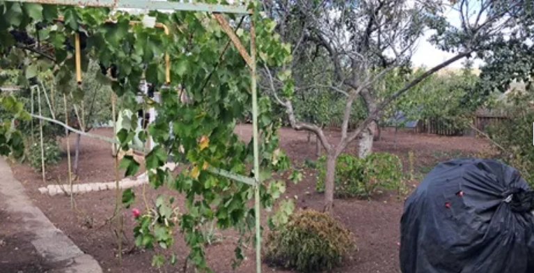 Продам дом с газом и удобствами в Светлом (Старые дачи, 5 км от Одессы) Світле - фото 16