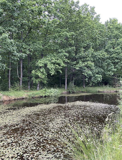 Продаж земельної ділянки 10 соток на Давидівка Zhytomyr - photo 2