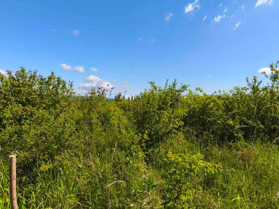 Продаж земельної ділянки Для сільськогосподарської діяльності площа 8 сот Польова Кінчеш - фото 9