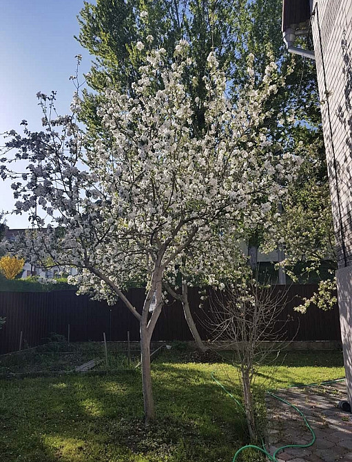 Продаж 3-поверховий Будинок з ділянкою 10 сот 345 кв.м 7+ кімн. на Велика Бердичівська Zhytomyr - photo 3