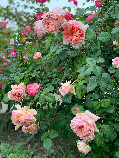 Предлагается к продаже уютный, одноэтажный частный дом в ближайшем пригороде Одессы Велика Балка - фото 17