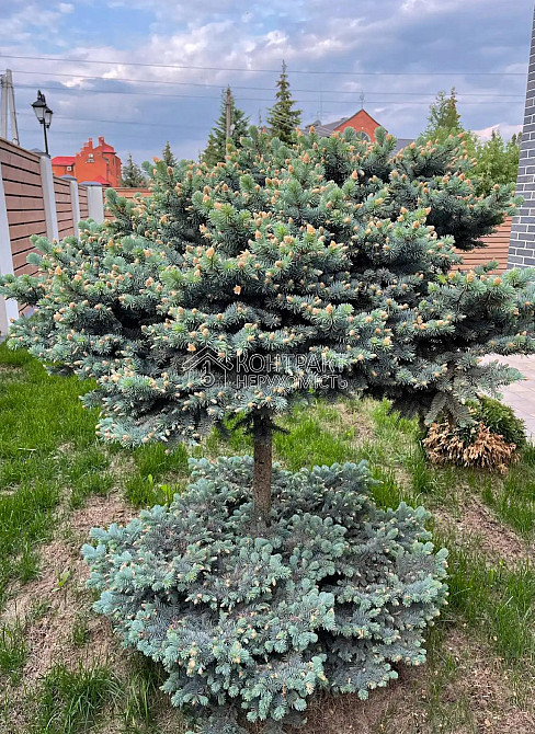 Продаж Квартира 6-кімнатна, 2/2 поверх на вул. вул.Зелена  - фото 11