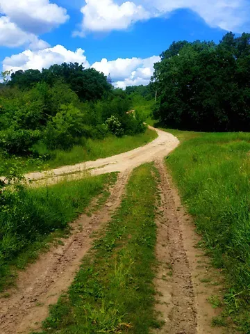 Продажа земельного участка  площадь 46 сот Лісова вулиця  - изображение 1