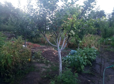 Продаж земельної ділянки 0.1 соток на ул. Весела, 45 Дачне