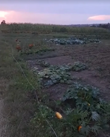 Продаж земельної ділянки під житлову забудову, площа 19 сотих, Байківці Байківці - фото 2