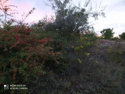 Продаж земельної ділянки 0.1 соток на ул. Прицеповская, 7 Протопопівка - фото 3