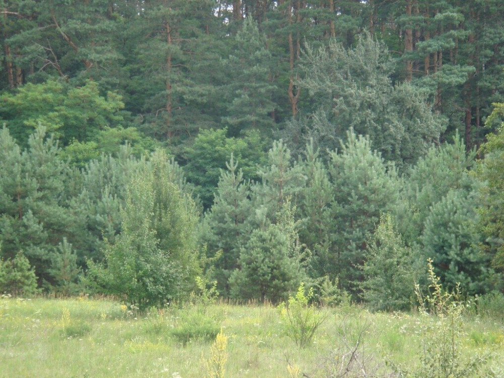 Продаж земельної ділянки 25 соток на улица Луговая, д. Евминка - изображение 7