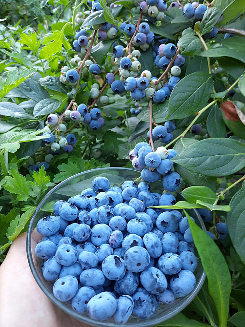 Продам дом на Даче Ковалевского на просторном участке! Одесса - изображение 15