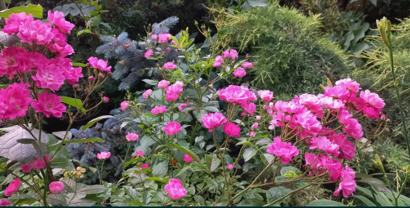 Продам дом у моря в Черноморке! 5–10 минут пешком до пляжа! Одеса - фото 15