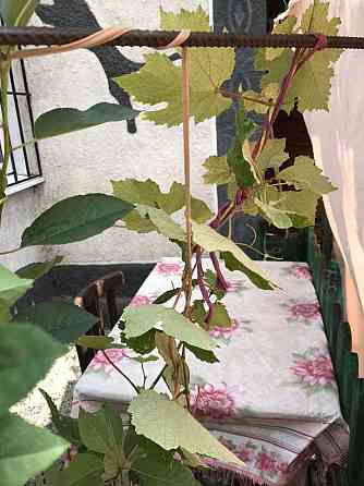 Продам 3-х комнатную квартиру в Лузановке Одесса