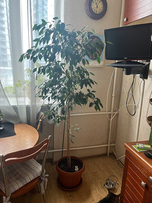 Продаж Квартира 3-кімнатна, 5/5 поверх на Іоанна Павла II вул., д. 15 Київ - фото 3