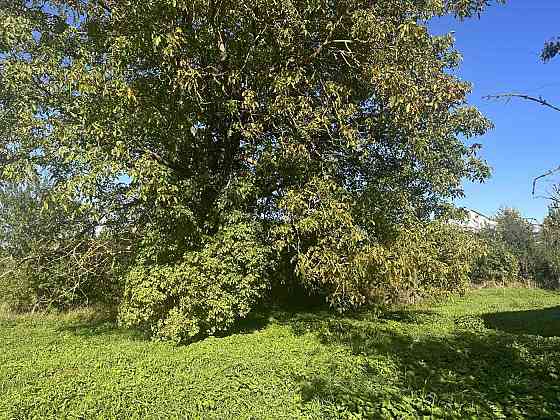 Продаж земельної ділянки 42 соток на вул. Південна Оброшине