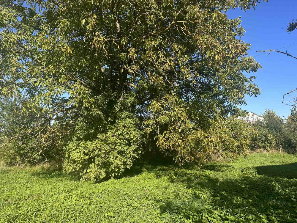 Продаж земельної ділянки 42 соток на вул. Південна Оброшине - фото 5