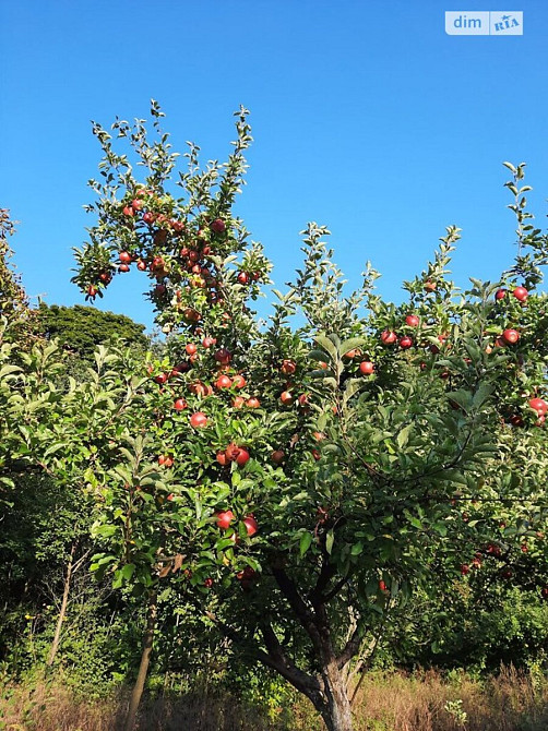 Продаж земельної ділянки 40 соток  - фото 20