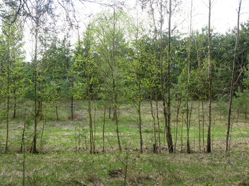 Продаж земельної ділянки 25 соток на улица Луговая, д. Евминка - изображение 8