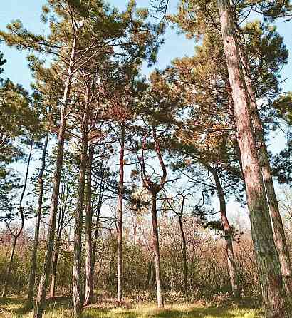 Продаж Будинок Odessa