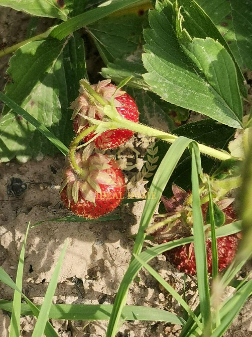 Продам дачу біля села Гвоздів Гвоздов - изображение 18