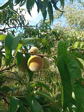 Терміновий продаж Кропивницький