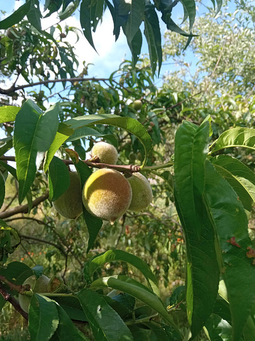 Терміновий продаж Кропивницький - фото 6