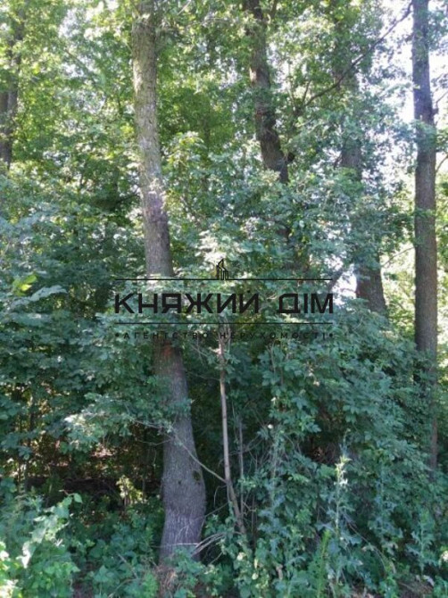 Продаж земельної ділянки 16 соток Protsiv - photo 7