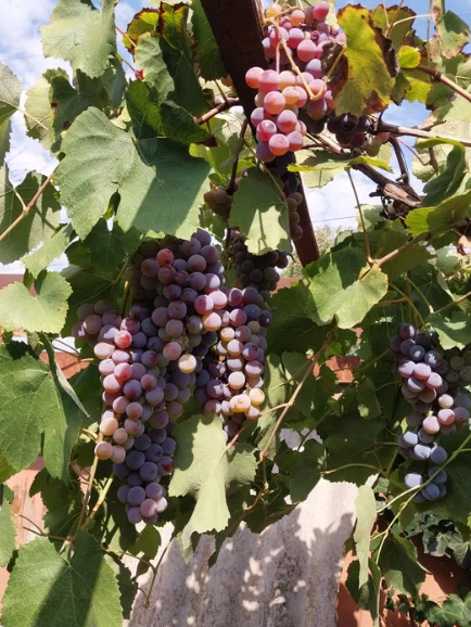 Продам зимний дом с газом в Светлом (Старые Дачи, 5 км от Одессы) Світле - фото 12