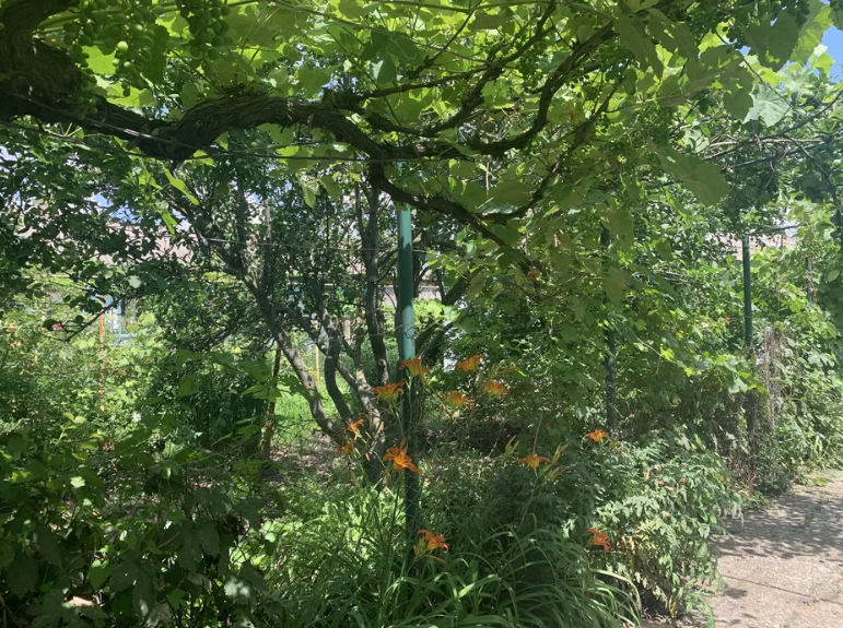 Продам дом с газом в пгт Кремидовка Кремидівка - фото 12