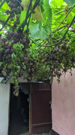 Продам дом с баней в с.Выгода (Беляевский р-н, Одесская обл., 35 км от Одессы) Вигода