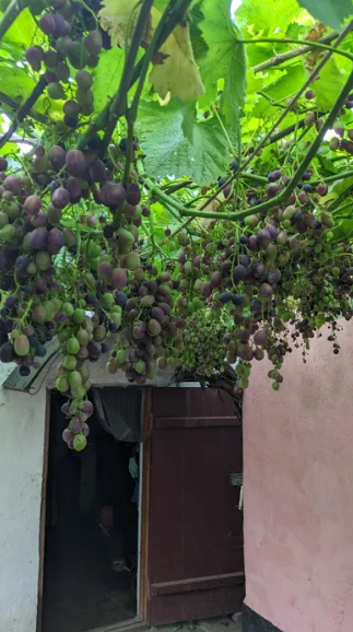 Продам дом с баней в с.Выгода (Беляевский р-н, Одесская обл., 35 км от Одессы) Вигода - фото 4