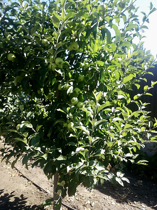 Продаж Будинок на вул. Коралова Odessa - photo 13