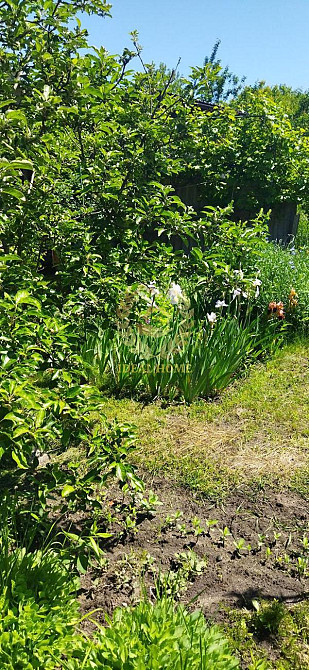 Продам дачний будинок в с.Пороскотень. Пороскотень - фото 15