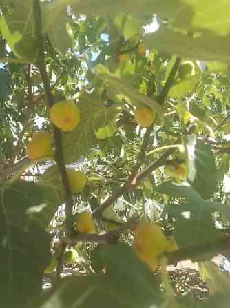 Предлагается к продаже частный дом в центре НАТИ (Нерубайское) Нерубайське