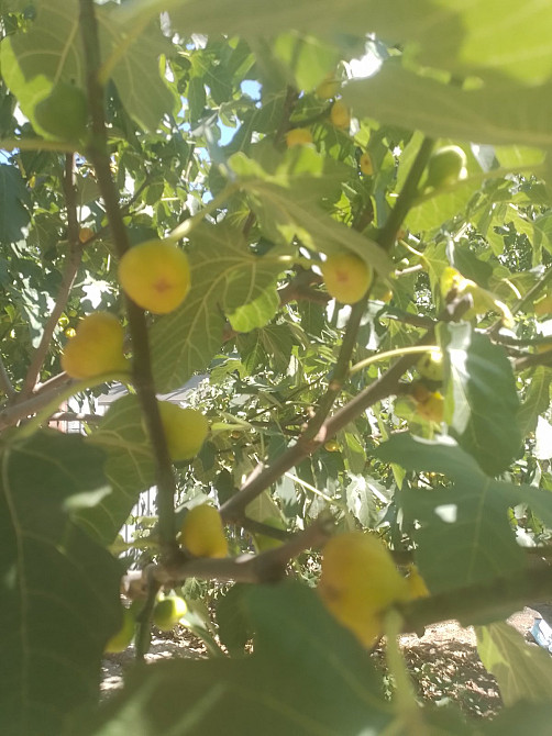 Предлагается к продаже частный дом в центре НАТИ (Нерубайское) Нерубайське - фото 3