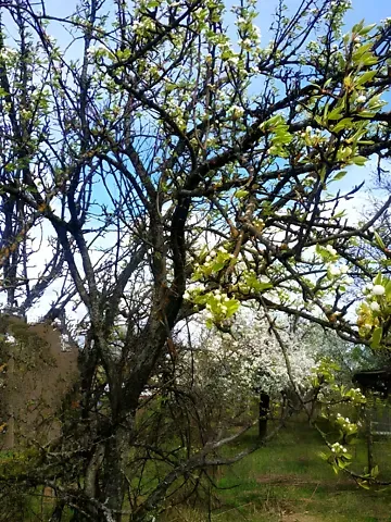 Продажа земельного участка  площадь 12 сот 1  - изображение 2