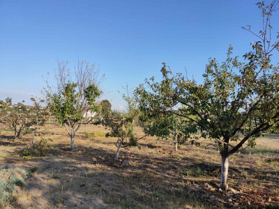 Продаж земельної ділянки 0.1 соток на ул. Виноградна, 2а Нерубайське - фото 1